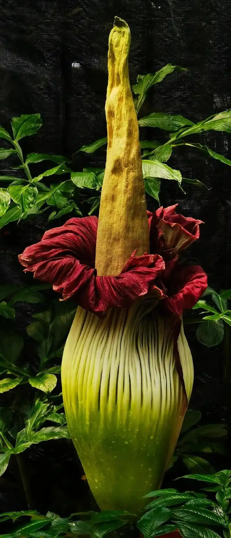 国家植物园巨魔芋开花了