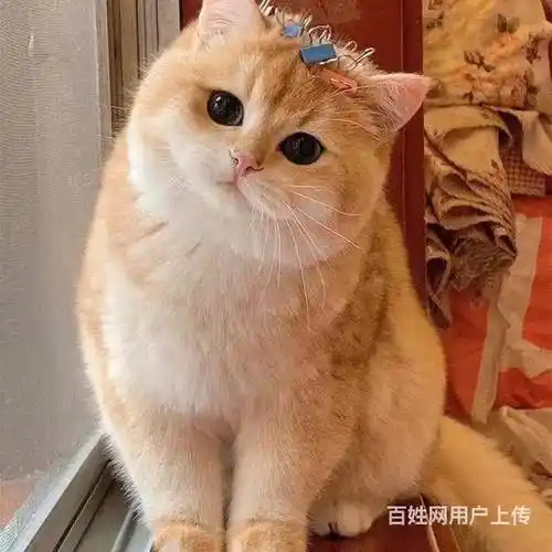 【图】- 哪里有金渐层卖的 金渐层多少钱 金渐层