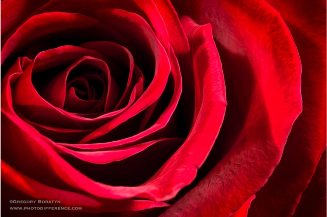 500像素/照片"红玫瑰"由格雷戈里boratyn