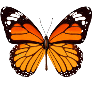 飞舞的蝴蝶 [原]