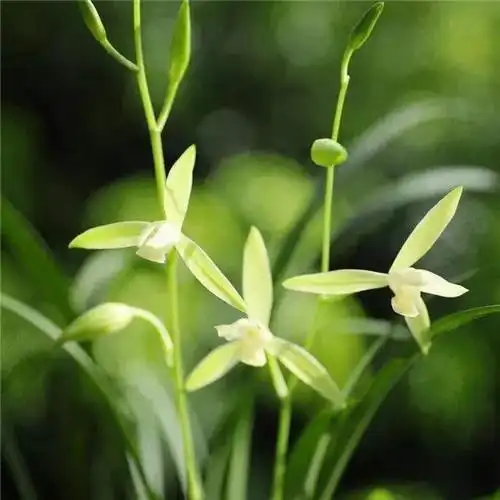 唯美清新脱俗兰花头像图片