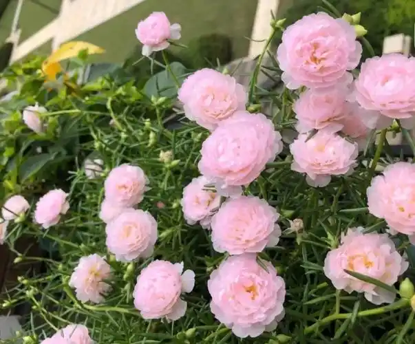 死不了的重瓣太阳花,属于夏天的开花机器