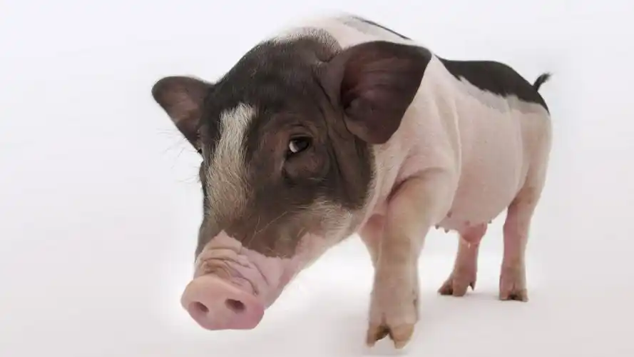 可爱小猪壁纸1120