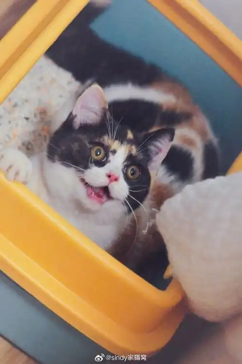 武汉猫舍##猫咪找新家##英国短毛猫##三花英短