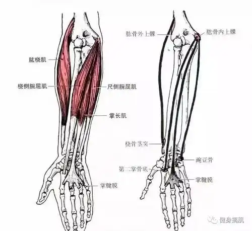 健身不懂肌肉解剖我劝你还是别练了
