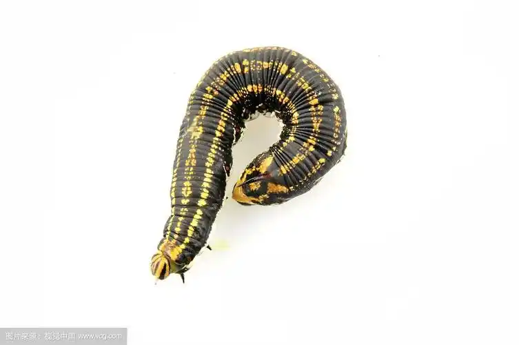 白色背景上的蚕蛾幼虫