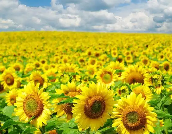 8月份开始,4属相迎来好运,发财发福又发家,福运连绵