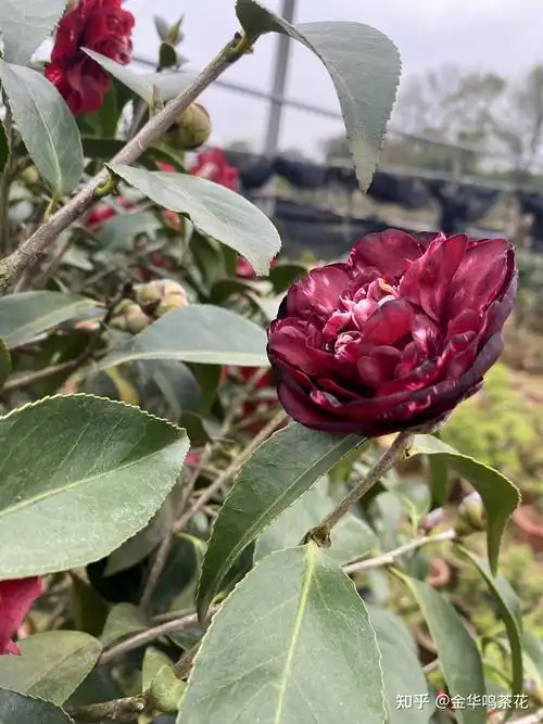 午夜魔幻茶花 - 知乎