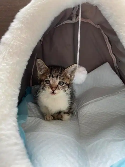 加白小狸花求领养,可送上门