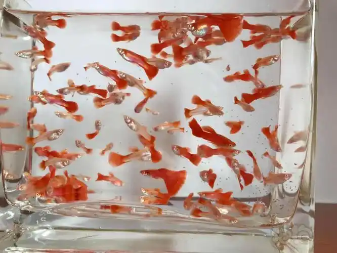 孔雀鱼全红孔雀鱼爆缸啦