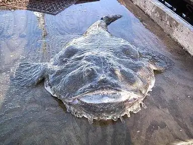 外来物种?墨西哥惊现大嘴"海怪"(图)