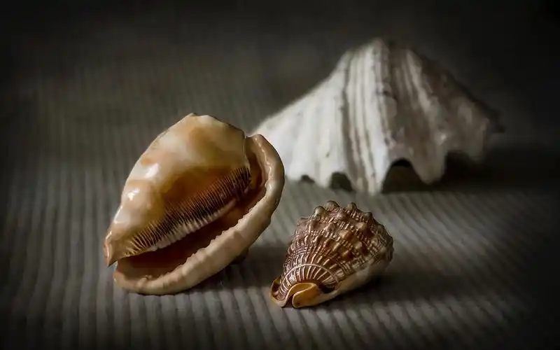 静物,贝壳 iphone 壁纸