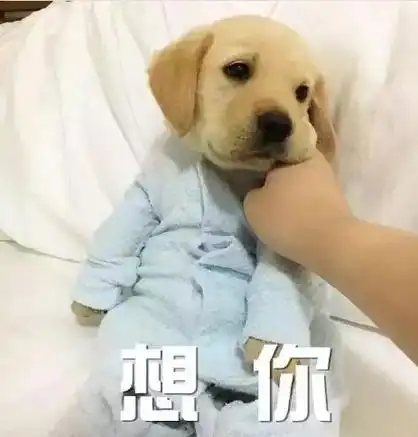 它们跟主人生活久了,就会把主人看得很重,你不在它们会想念