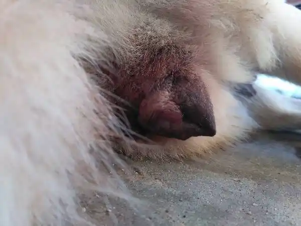 我家母狗这段时间下面经常流血但不是发情时段地上好