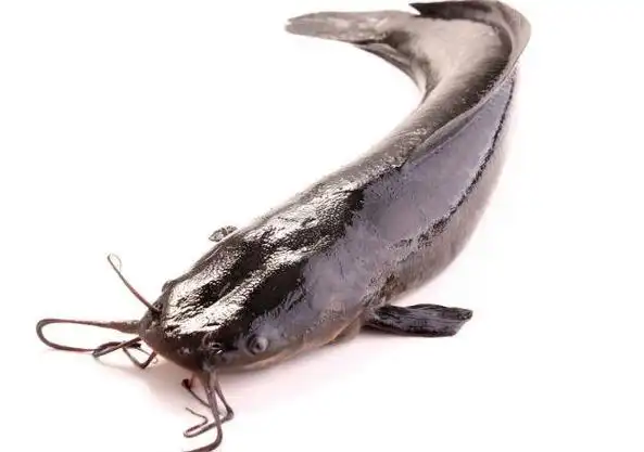 鲶鱼的养生功效与选购技巧