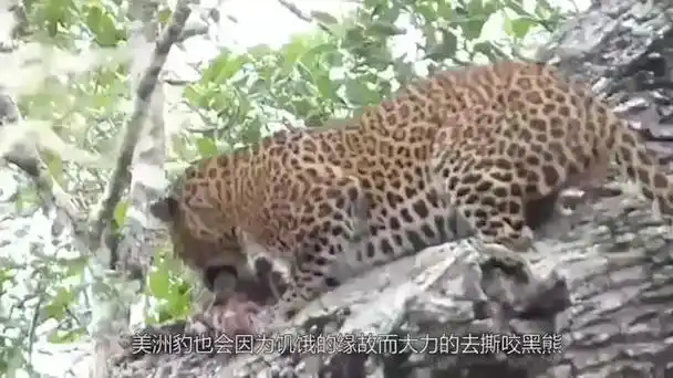 美洲豹vs亚洲黑熊,谁更胜一筹?网友:老虎都不敢惹熊