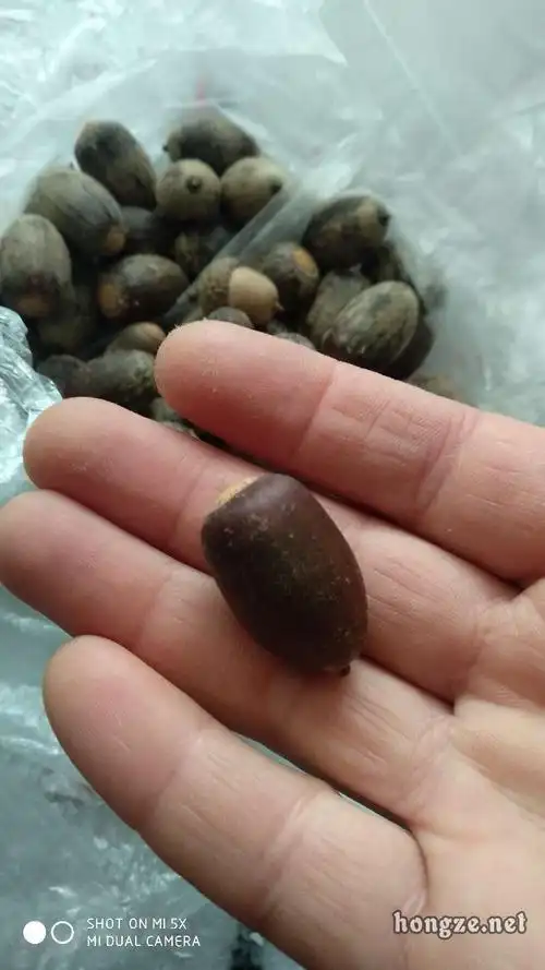 青冈果老家叫法