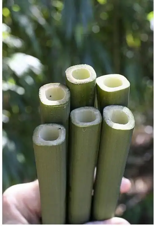 果然去搜索一下发现我一直以为的"方竹笋是指竹笋被