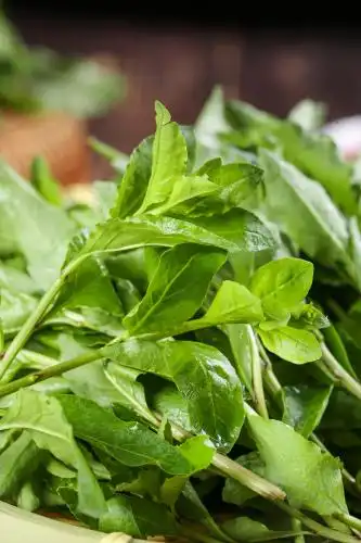 新鲜的枸杞芽 枸杞芽