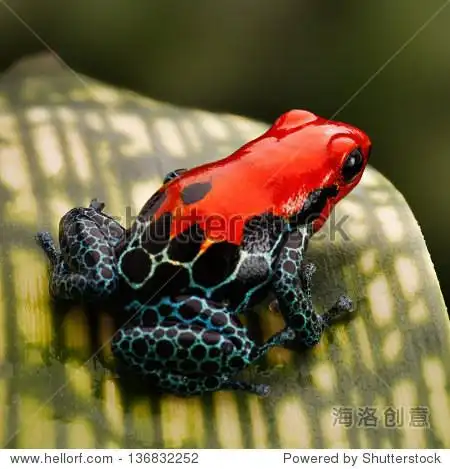 red poison dart frog.