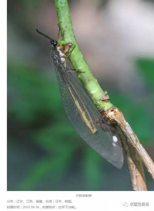 昆虫世界蚁蛉俗称倒退虫浑身都是宝