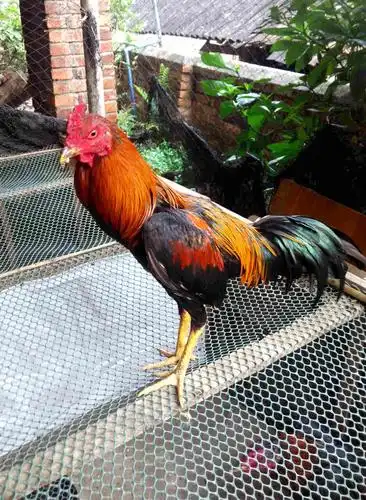 我的缅泰斗鸡 - 缅甸斗鸡 - 中国斗鸡论坛_斗鸡之家