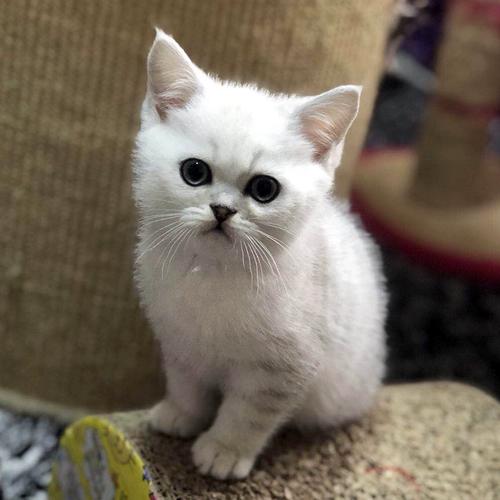 大魏小铺-超级萌猫 英短 银渐层立耳 毛尖色 纯种猫 宠物小猫咪