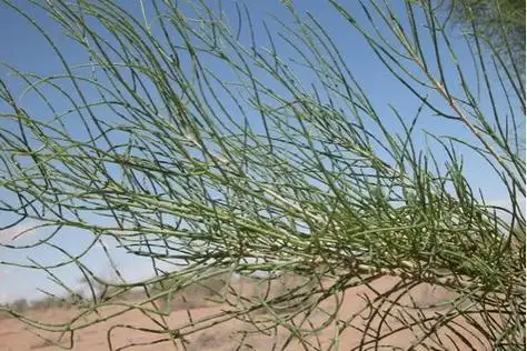 发芽最快的种子梭梭一点水两三小时能发芽