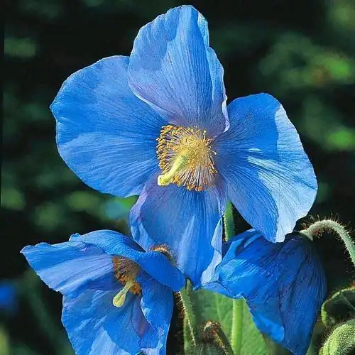 雪域皇后--绿绒蒿.meconopsis.