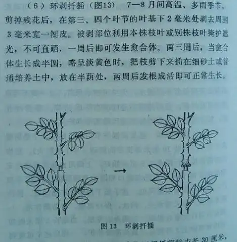 扦插月季的好方法