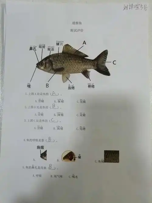 本周科学学习了观察鱼,同学们了解了鱼的身体结构和功能,收获不小!