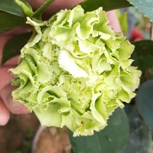 树形阳台山茶客厅品种色系绿色可娜一般形好时令草本花卉