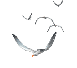 150_133gif 动态图 动图