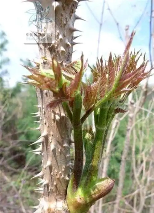 野生刺老芽怎么做才好吃?