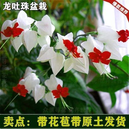 【带花精品】带花苞龙吐珠花大苗盆栽老桩四季开花九龙吐珠招财