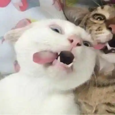 两张一组沙雕诙谐情人cp头像,情侣头像图片-回车桌面