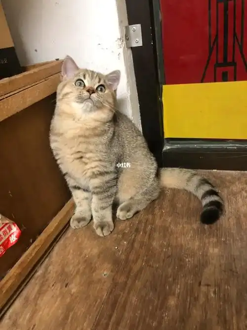 一个弟弟一个妹妹呦,喜欢的私聊呀,在惠州博罗,外地不考虑呦#虎斑猫