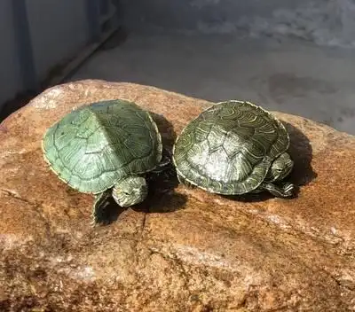 【关注】我看更多养龟精彩文章和视频,您的关注和点赞,是我最大的动力