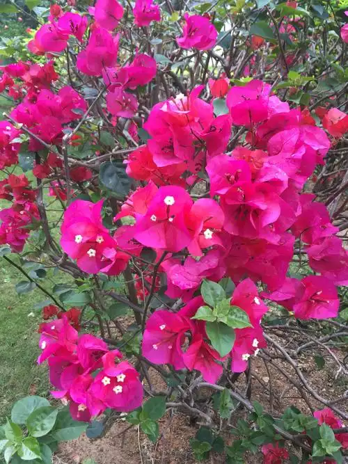 簕杜鹃,别名光叶子花,三角梅.深圳市市花.