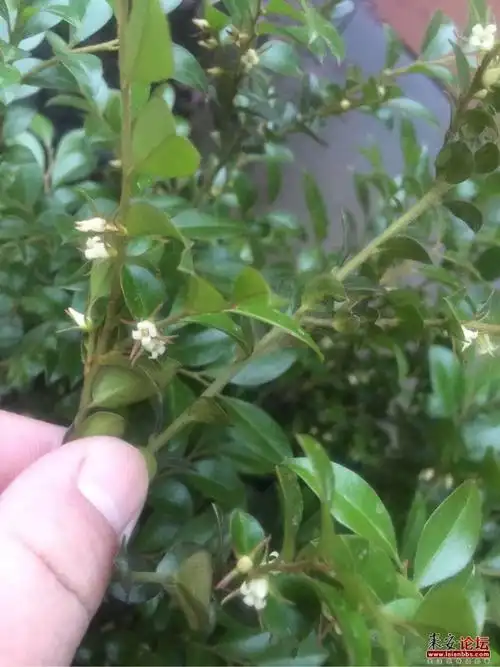 小叶紫檀开花了