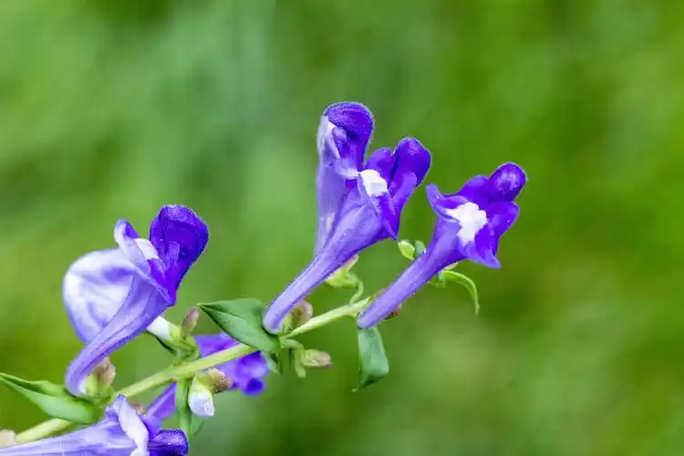 黄芩花,黄芩花.