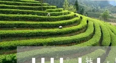 福鼎白茶交易市场安平街福鼎白茶交易市场地址