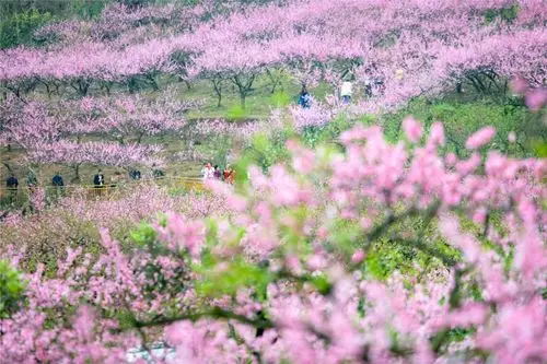 遂宁这个地方的桃花开了,漫山遍野,太美了!