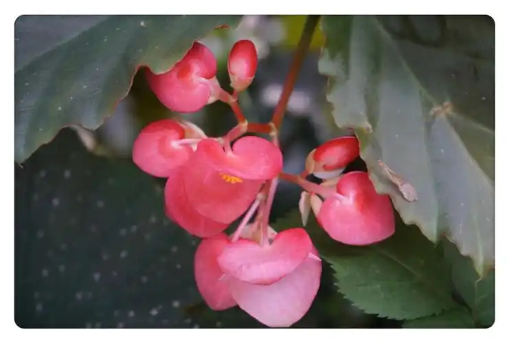 其它 竹节海棠 写美篇别名:红花竹节秋海棠,慈菇秋海棠 功效:消炎止痛