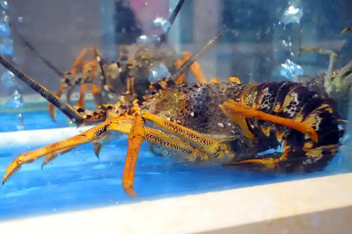 活海鲜进口报关资料如何办理