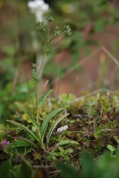 大山包保护区植物-柴胡
