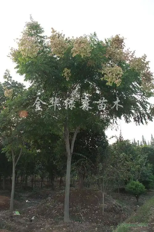 黄山栾树_金华黄山栾树介绍_金华市金东区绿森苗木场|进口罗海松,茶梅