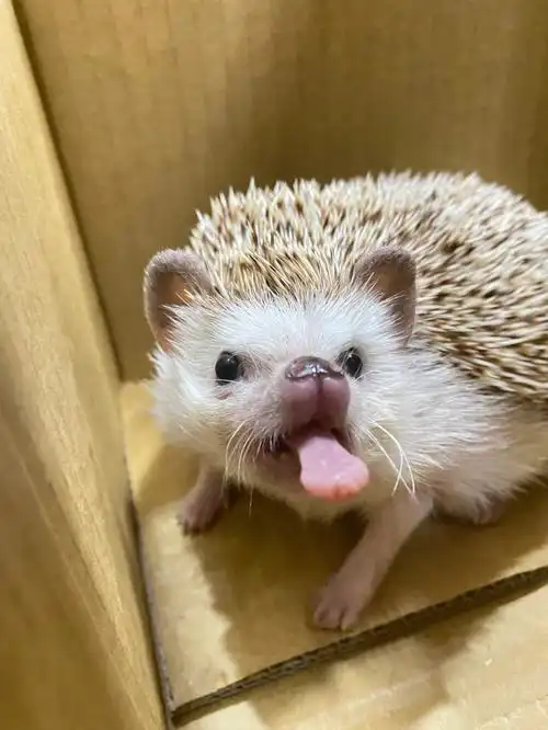 我家宠物好可爱  #宠物日常  #刺猬  #非洲迷你刺猬