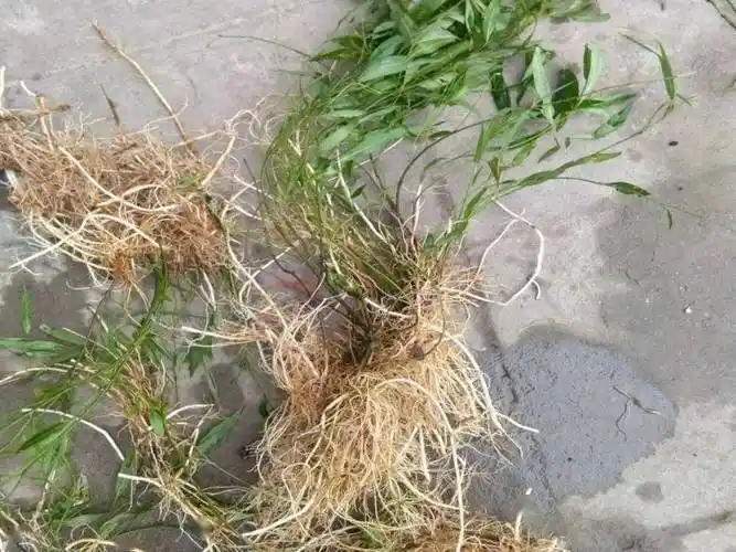 性状鉴别:功效:降气化痰.性味归经:辛,苦,微温.归肺经.