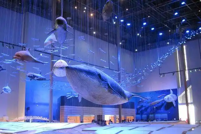博物馆日,这些海洋博物馆,你去过几个?|海洋生物|鲸鲨|贝类_网易订阅